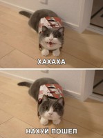 /album/foto-rzhach/y50rsycoaco-jpg/